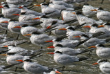 Elegant Terns!