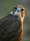 Prairie Falcon