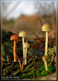 kleefsteelmycena