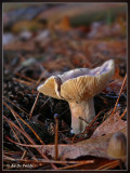 russula spec..