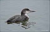 ijsduiker / Great Northern Diver