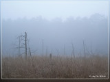 Galgenven in de mist...