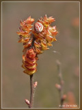 gagel met spin Araniella displicata