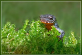 alpenwatersalamander