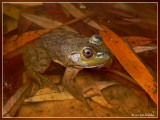 Brulkikker /(Lithobates catesbeianus)