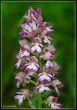 purperorchis x soldaatje ?