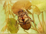geelgerande watertor