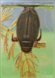 geelgerande watertor