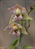 Brede wespenorchis