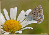 icarusblauwtje (vrouwtje - blauwe variant)