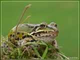 groene kikker(prins)