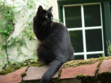 Black cat (Begijnhof)
