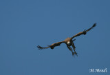 Griffon vulture