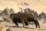 Griffon vulture