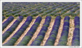 Lavenderrows