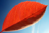a small red leaf