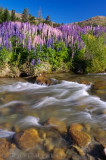 Lupins Cardrona River
