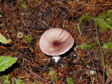 Fungi 1