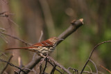 Brown Thrasher