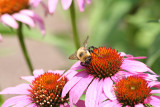 Bumblebee - <i>Bombus pennsylvanicus</i>