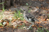 Northern Mockingbird chick