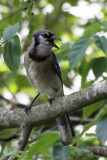 Blue Jay <br><i>Cyanocitta cristata</i>