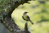 Northern Mockingbird <i>Mimus polyglottos</i>