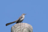 Northern Mockingbird