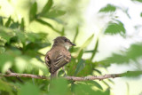 Eastern Phoebe <i>Sayornis phoebe</i>