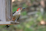 Red-bellied Woodpecker <i>Melanerpes carolinus</i>
