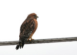 Red-Shouldered Hawk <br><i>Buteo lineatus</i>