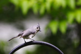 Tufted Titmouse <i>Baeolophus bicolor</i>