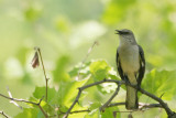 Northern Mockingbird