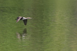 Double-crested Cormorant <i>Phalacrocorax auritus</i>