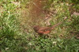 Eastern Towhee <i>Pipilo erythrophthalmus</i>