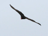 Turkey Vulture <i>Cathartes aura</i>