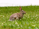 Eastern Cottontail - <i>Sylvilagus floridanus</i>