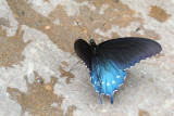Pipevine Swallowtail<br><i>Battus philenor</i>