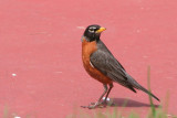 American Robin