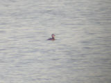 Surf scoter