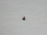 White-winged Scoter