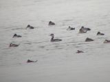 Red-necked Grebe