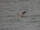 Lesser Black-backed Gull