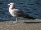 California Gull