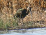 White-faced Ibis