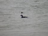 White-winged Scoter