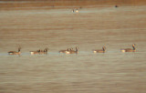 Cackling Geese