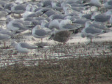 Lesser Black-backed Gull