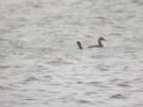 Red-necked Grebes