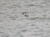 Red-necked Grebe